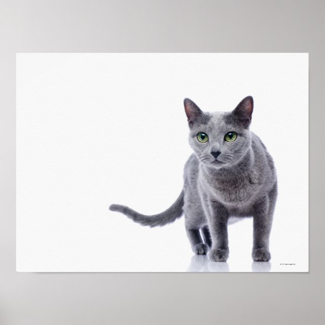 Rysk blå katt poster (Framsidan)