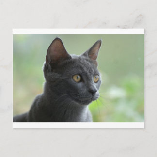 Rysk blå katt vykort