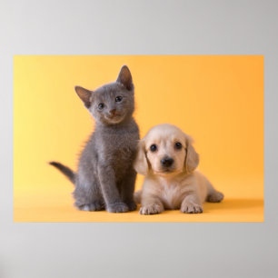 Rysk blå kattunge och doachshund mariy poster
