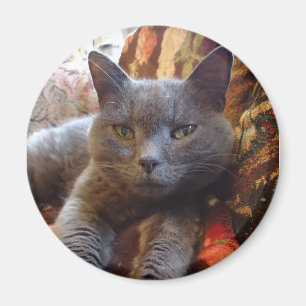 Rysk blåttkatt magnet