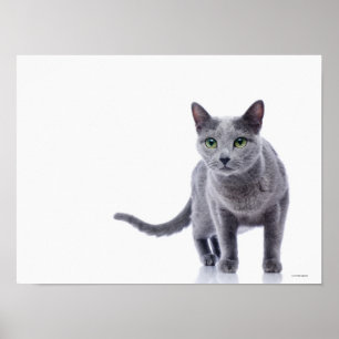 Rysk blåttkatt poster