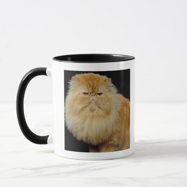 Rysk lång hårkatt mugg (Vänster)