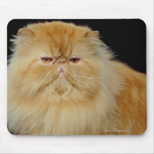 Rysk lång hårkatt musmatta