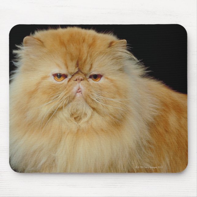 Rysk Long Hair Cat Musmatta (Framsidan)