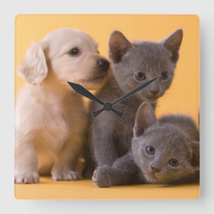 Ryska blå kittens & Dachshund Puppies Fyrkantig Klocka