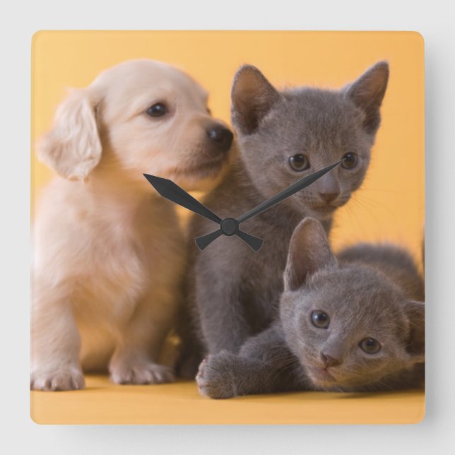Ryska blå kittens & Dachshund Puppies Fyrkantig Klocka (Framsida)
