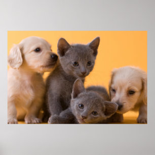 Ryska blå kittens & Dachshund Puppies Poster