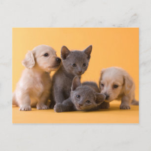 Ryska blå kittens & Dachshund Puppies Vykort