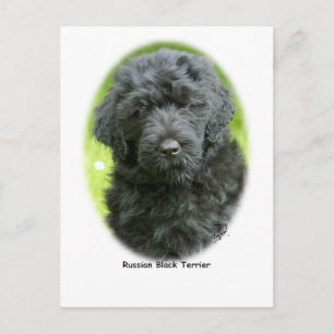 ryska Black Terrier Vykort
