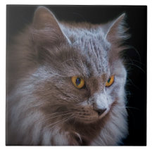 ryska Blue Grått Nebelung Cat Wall Art
