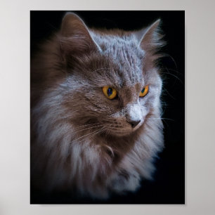 ryska Blue Grått Nebelung Cat Wall Art Poster