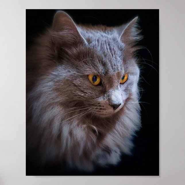 ryska Blue Grått Nebelung Cat Wall Art Poster (Framsidan)