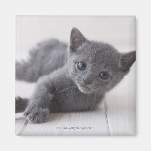 Ryska Blue Kitten Magnet