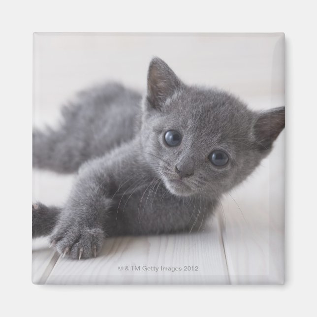 Ryska Blue Kitten Magnet (Framsidan)