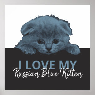 Ryska Blue Kitten Poster