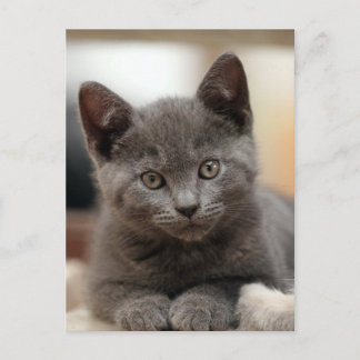 Ryska Blue Kitten Vykort