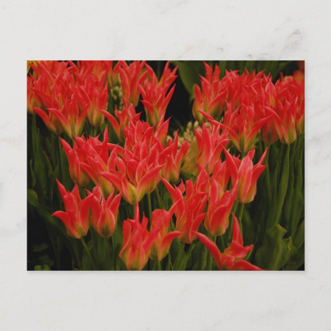 Ryska Romantik Vykort (Framsida)