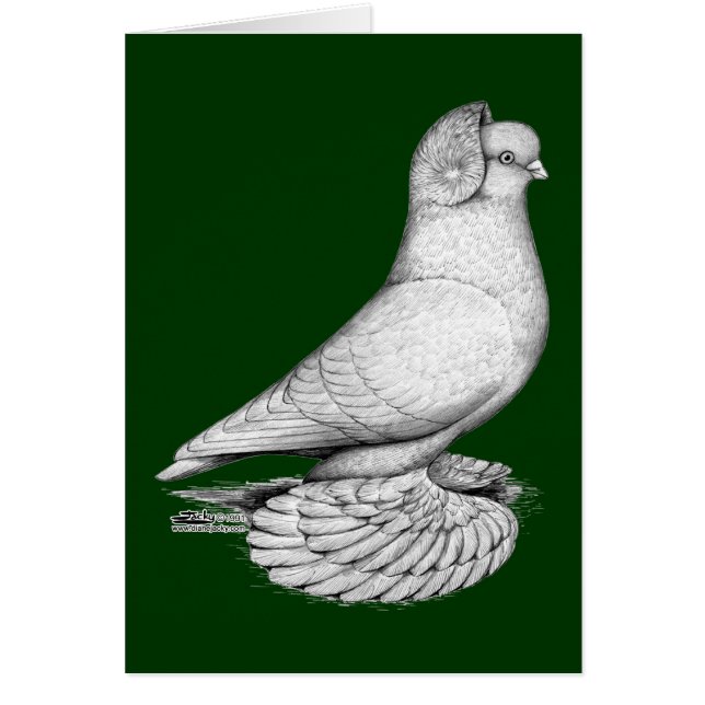 ryska Tumbler Pigeon OBS Kort (Framsidan)