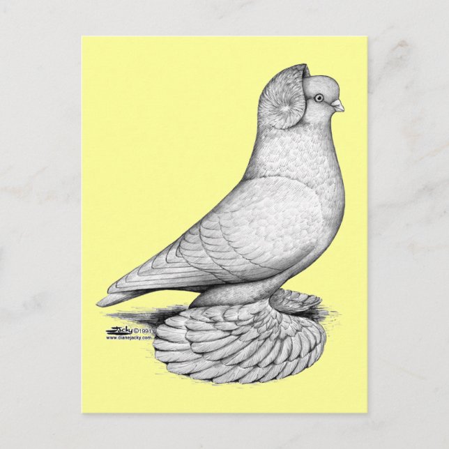 ryska Tumbler Pigeon Vykort (Framsida)