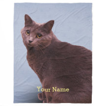 Ryskt stirra för blåttkatt