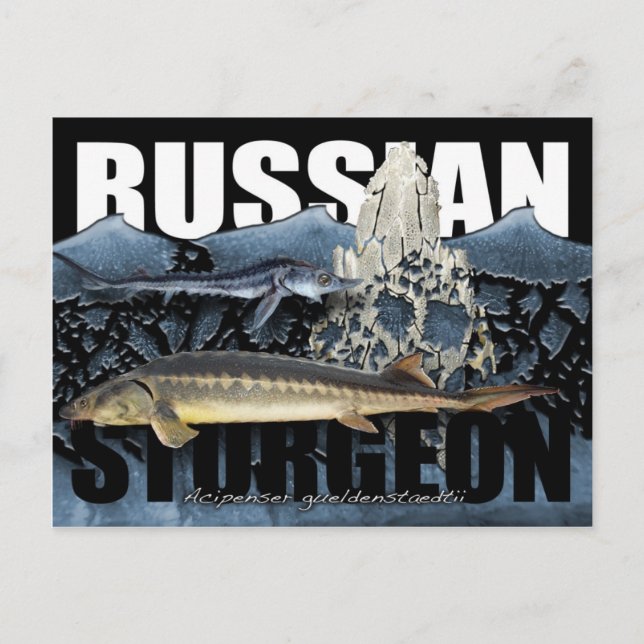 Ryskt Sturgeon Collage PostCard Vykort (Framsida)