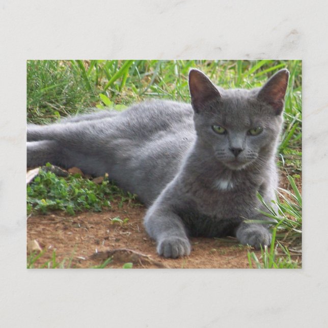 Ryssland Blue, Natasha Vykort (Framsida)