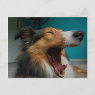Ryta hund vykort