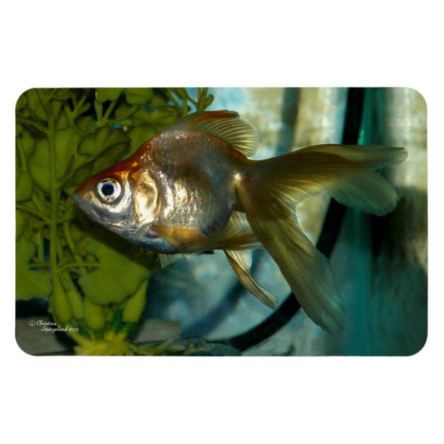 Ryukin goldfish Premium Flexi Magnet (Horisontell)