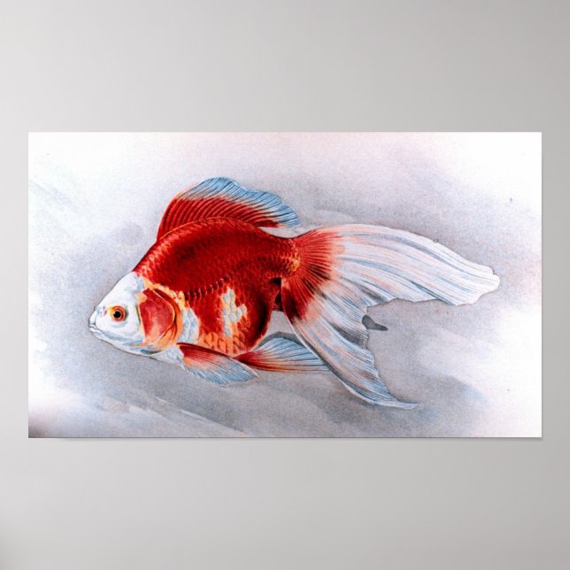 Ryukin guldfisk poster (Framsidan)