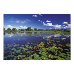 S.A., Brasilien, Vattenvägar i Pantanal Fototryck