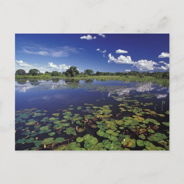 S.A., Brasilien, vattenvägar i Pantanal Vykort (Framsida)