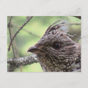 S Flaming Gorge Utah Fauna Birds Aves Animals Vykort