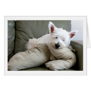Så Comfy Westie hund och tomt kort för ett slags