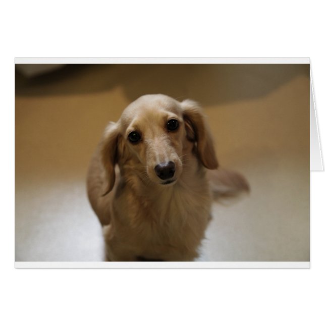 Så Cute Dachschund Puppy Hälsningskort (Framsidan Horizontal)
