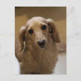 Så Cute Dachschund Puppy Vykort