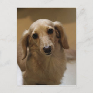 Så Cute Dachschund Puppy Vykort