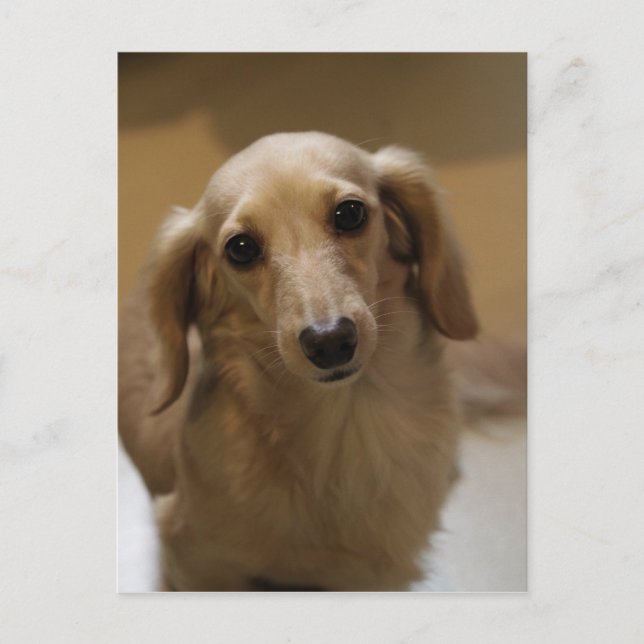 Så Cute Dachschund Puppy Vykort (Framsida)