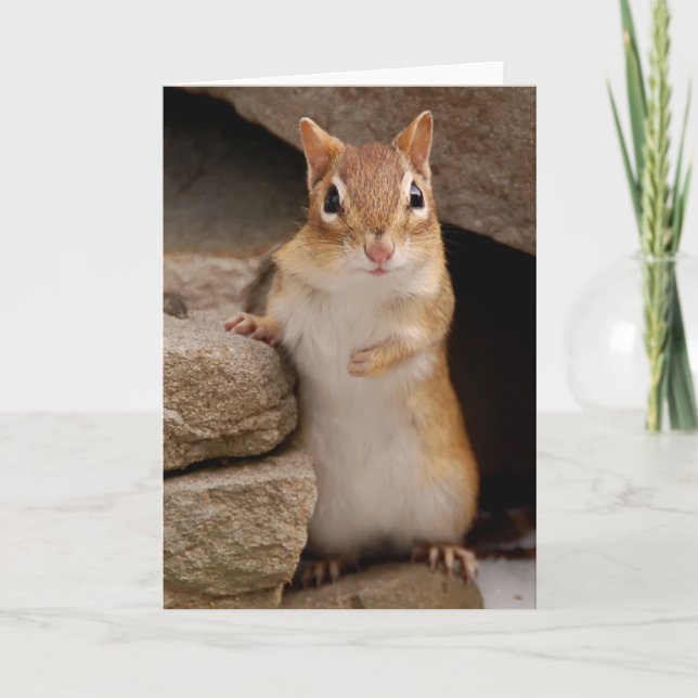 Så Cute Nyfiken Chipmunk Kort (Framsida)