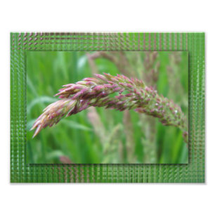 Så här ökar Grass fotoutskriften Fototryck
