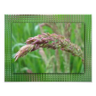 Så här ökar Grass fotoutskriften Fototryck