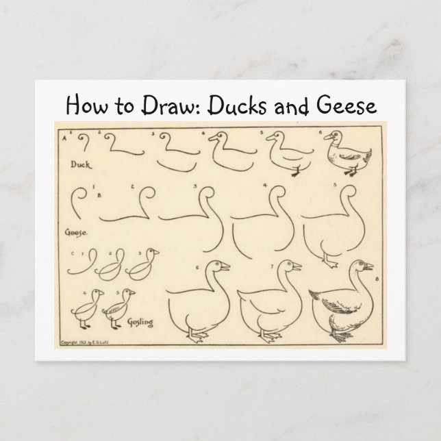 Så här ritar du upp ett vykort för Anka och gäss V (Framsida)