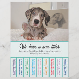 Så här säljer du Dane Puppies Colorfull Flyer