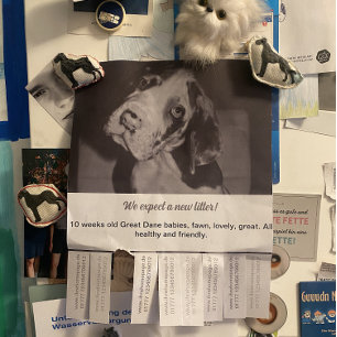 Så här säljer du Dane Puppies-färgfull Reklamblad