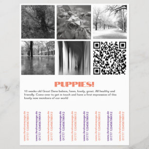 Så här säljer du Dane Puppies Flyer