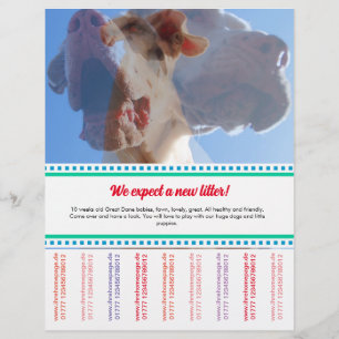 Så här säljer du Dane Puppies Flyer