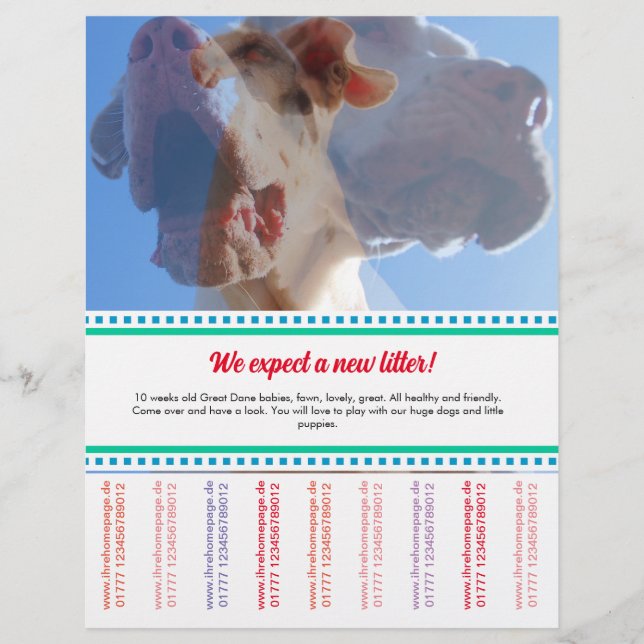 Så här säljer du Dane Puppies Flyer (Framsidan)