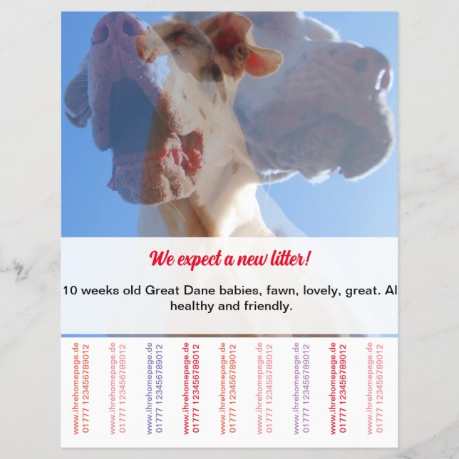 Så här säljer du Dane Puppies Flyer (Framsidan)