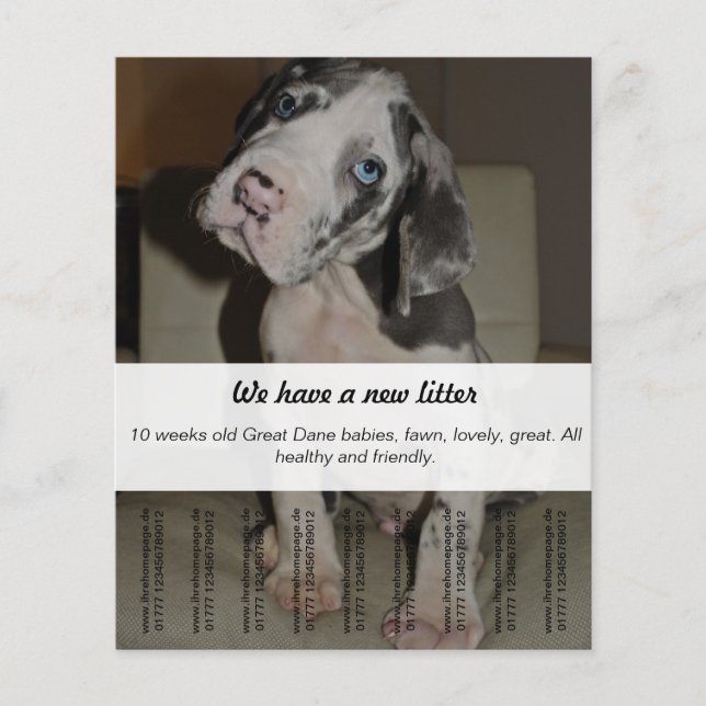 Så här säljer du Dane Puppies Flygblad (Framsidan)