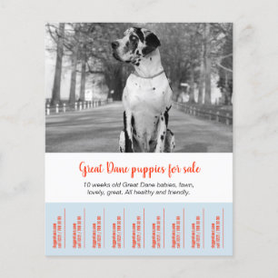 Så här säljer du Dane Puppies Flygblad