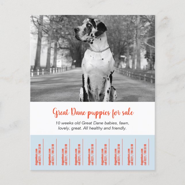 Så här säljer du Dane Puppies Flygblad (Framsidan)